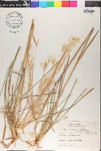 Andropogon leucostachyus image