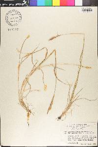 Elymus alaskanus image