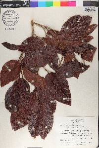 Coccoloba swartzii image