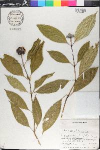 Psychotria urbaniana image