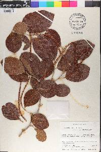 Coccoloba swartzii image