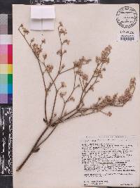 Eriogonum longifolium image