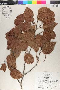 Coccoloba troyana image