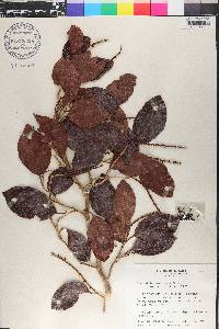 Coccoloba swartzii image