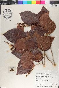 Coccoloba swartzii image