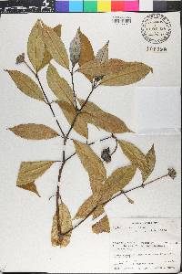 Psychotria urbaniana image