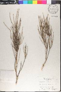 Ephedra aspera image