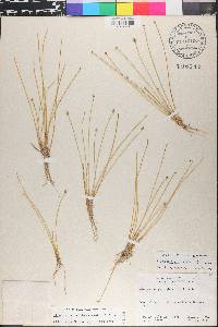 Eleocharis geniculata image