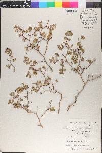 Euphorbia tomentulosa image