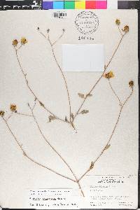 Bahiopsis chenopodina image