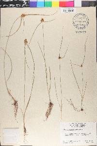 Cyperus fendlerianus image
