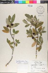 Frangula californica image