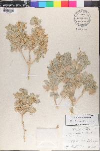 Atriplex hymenelytra image