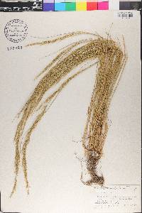 Vulpia myuros image