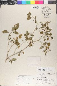 Solanum pseudogracile image