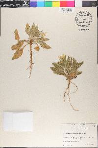 Lindheimera texana image