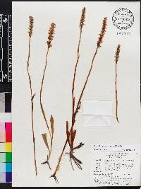 Spiranthes triloba image