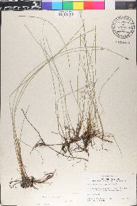 Eleocharis erythropoda image