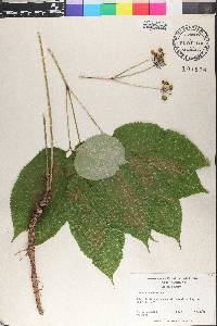 Aralia nudicaulis image