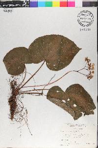 Begonia villipetiola image