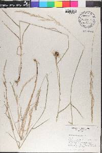 Trisetum deyeuxioides image