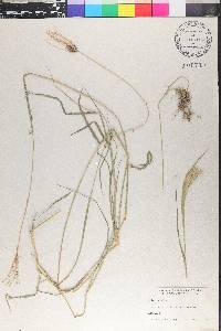 Arundinaria gigantea image