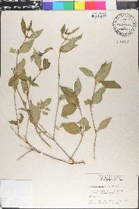 Spermacoce assurgens image