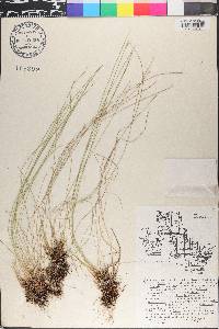 Scirpus hudsonianus image