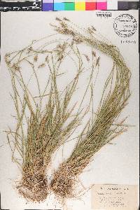 Hordeum brachyantherum image