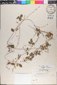 Galactia regularis image