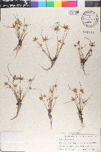 Cyperus flavescens image