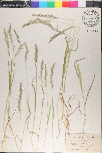 Agrostis exarata image