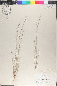 Aristida necopina image