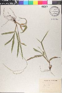 Paspalum conjugatum image