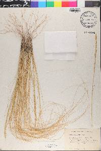 Nassella tenuissima image
