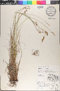 Carex foenea var. foenea image