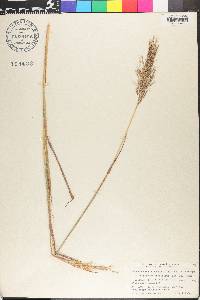 Bothriochloa bladhii image