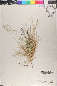 Nardus stricta image