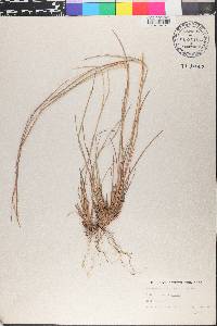 Schizachyrium sanguineum image