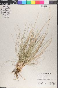 Nardus stricta image