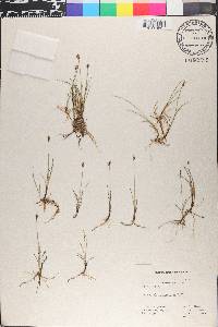 Carex microglochin image