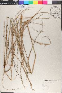 Arundinella nepalensis image