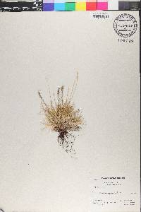 Festuca vivipara image