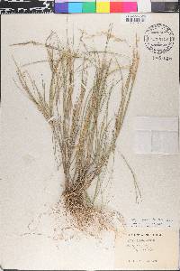 Stipa constricta image