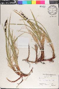 Carex dacica image