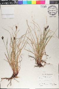 Carex bigelowii image