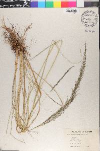Sporobolus pyramidalis image