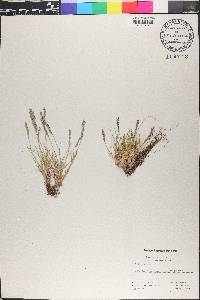 Festuca brachyphylla image