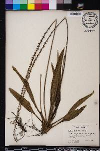 Plantago sparsiflora image