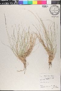 Nardus stricta image